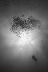 Black and white shot of diver descending. Taken from abou... by Matthew Shanley 